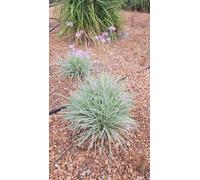 Tulbaghia violacea 'Silver Lace' / Ail panaché d’Afrique du sud/Conteneur de 1 à 1.9 litres/Vivace