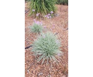 Tulbaghia violacea 'Silver Lace' / Ail panaché d’Afrique du sud/Conteneur de 1 à 1.9 litres/Vivace