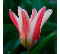 Tulipa fosteriana 'Emperor Zombie' (Multi-bulbe) / Tulipe de Foster naturalisable/Conteneur de 1 à 1.9 litres/Vivace bulbeuse