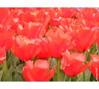 Tulipa greigii 'Princesse Charmante' (Multi-bulbe) / Tulipe botanique naturalisable/Conteneur de 1 à 1.9 litres/Vivace bulbeuse