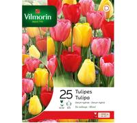 Tulipe Darwin en Mélange (x25) Vilmorin
