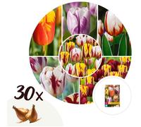 Tulipe - Set de 30 - Tulipa 'Flaming Beauty Mix' - Bulbes à fleurs