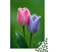 Tulipes Bicolores Puzzle Gros Plan sur des Fleurs 1000 Pezzi Cartone Riciclato per Adulti E Ragazzi, Difficile Educativo, Idea Regalo Premium Esclusivo Decorazione 38x26cm/1000pcs