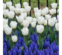 Tulipes blanches et muscaris, collection Delft Blue, 6 bulbes de Hollande | Duo épanoui de mars à mai, idéal en pot, jardinière de balcon ou bordure, plantation d'automne au soleil ou à mi-ombre