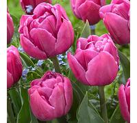 Tulipes Double You à floraison printanière - plantes d'intérieur et d'extérieur