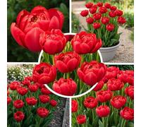 Tulipes doubles rouges Red Passion, 20 bulbes de Hollande | Teinte intense, floraison d'avril à mai, plantation d'automne au soleil ou à mi-ombre, pour massif, jardin ou balcon