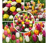 Tulipes en mélange de 15 variétés, lot de 50 bulbes de Hollande | Coloris multiples et forme classique, floraison d'avril à mai, plantation d'automne pour massif, jardin et grand bac
