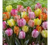 Tulipes perroquet en mélange, 25 bulbes de 5 variétés, de Hollande | Pétales frangés et ondulés aux coloris panachés, floraison d'avril à mai, plantation d'automne, pour massif, pot et bouquets