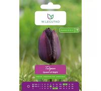 Tulipes « Queen of Night », lot de 5