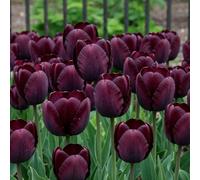 Tulipes simples Black Passion presque noires, 25 bulbes de Hollande | Floraison d'avril à mai, plantation d'automne au soleil ou à mi-ombre, en massif, pot, balcon ou pour bouquets