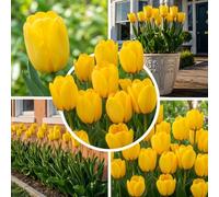 Tulipes simples jaunes Yellow Passion, 25 bulbes de Hollande | Teinte lumineuse et élégante, floraison d'avril à mai, plantation d'automne au soleil ou à mi-ombre, pour massif ou balcon