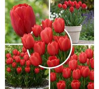 Tulipes simples rouges, 25 bulbes à planter de Hollande | Teinte classique et élégante, floraison d'avril à mai, mise en terre à l'automne au soleil ou à mi-ombre, en massif