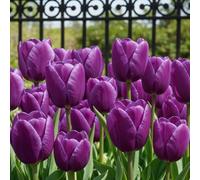 Tulipes simples Violet Passion lilas à violettes, 25 bulbes de Hollande | Corolles élégantes d'avril à mai, à planter en automne au soleil ou à mi-ombre, pour massif, balcon ou pot