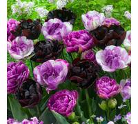 Tulipes violettes Purple Explosion, 20 bulbes à planter de Hollande | Floraison en avril, rustiques et vivaces, mise en terre à l'automne au soleil, pour massif, pot, balcon ou bouquet