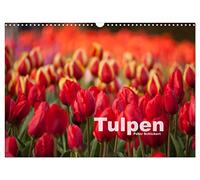 Tulpen (Wandkalender 2026 DIN A3 quer), CALVENDO Monatskalender: Ein bunter Frühlingsgruß in Kalenderform