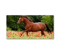 Tulup Crédence de cuisine 100x50cm Dosseret en verre Fond de hotte Verre de sécurité trempé Splashback Guard - Animaux - Rouge - Cheval Sur Le Champ De Pavot