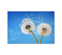Tulup Crédence de cuisine 100x70cm Dosseret en verre Fond de hotte Verre de sécurité trempé Splashback Guard - Fleurs et plantes - Bleu - Pissenlits