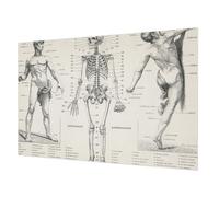 Tulup Papier Peint Intissé 104x70 cm Pose Murale Facile à Nettoyer Colle Incluse Impression de Haute Qualité pour Chambre à Coucher et Salon Décoration Intérieure - Anatomie classique
