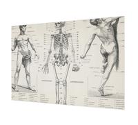 Tulup Papier Peint Intissé 208x146 cm Pose Murale Facile à Nettoyer Colle Incluse Impression de Haute Qualité pour Chambre à Coucher et Salon Décoration Intérieure - Anatomie classique