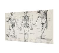 Tulup Papier Peint Intissé 416x254 cm Pose Murale Facile à Nettoyer Colle Incluse Impression de Haute Qualité pour Chambre à Coucher et Salon Décoration Intérieure - Anatomie classique
