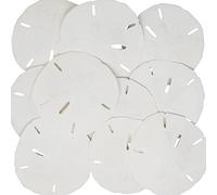 Tumbler Home Certified - Sand Dollars 3-3.5set of 12 - Wedding Seashell Craft - Hand Picked and Professionally Packed by