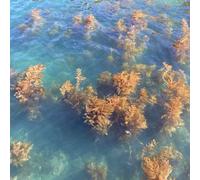 Turn On The Sunlight - Ocean Garden [Compact Discs]