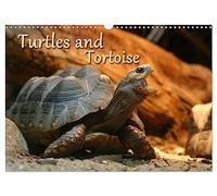 Turtles and Tortoise / UK-Version (Wall Calendar 2026 DIN A3 landscape), CALVENDO 12 Month Wall Calendar: Beautiful Photos of turtles on land and water