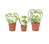 Tuteur pour d'intérieur, Support métallique Artistique pour grimpantes, Structure pour grimpantes, pour Jardinage Familial, intérieur, extérieur et Jardin