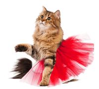 Tutu pour chien - Tutu de princesse pour chien | Vêtements en dentelle, tenue pour animal de compagnie, costume de ballerine pour chien, robe pour chat et petit chien, accessoires photo pour