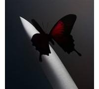 Twelve Carat Toothache