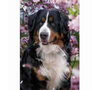 TWYYDP Puzzle Adulte 1500 Pièces,Bouvier Bernois Animal Chien Puzzles en Bois,Cadeau de Puzzle