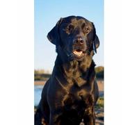 TWYYDP Puzzle en Bois Adulte 520 Pièces,Animal Chien Labrador Noir Puzzle,Puzzles pour Enfants de 14 Ans et Plus et Adultes