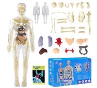 Tyafzzn Modèle anatomique pour enfants, figurine anatomique, modèle de corps humain pour enfants, éducation préscolaire pour enfants, squelette humain avec muscles, modèle pour anatomie