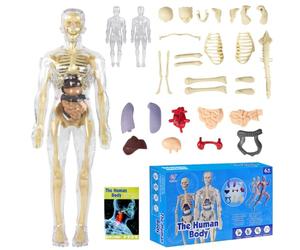 Tyafzzn Modèle anatomique pour enfants, figurine anatomique, modèle de corps humain pour enfants, éducation préscolaire pour enfants, squelette humain avec muscles, modèle pour anatomie