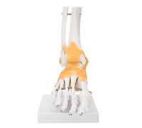 Tyenaza Modèle d'articulation du Pied, Modèle Anatomique de Pied, modèle Anatomique de Squelette de Ligament de Pied de Cheville Humaine Adulte pour la Recherche médicale et la qualité Scientifique