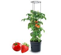 Tymar Pot à tomates avec treillis et réservoir d'eau (1 pièce, Ø 40 cm)