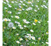 Type M1 : prairies fleuries - annuelles et vivaces | 1 kg pour 500 m² | Il favorise la biodiversité | Convient à tous les sols
