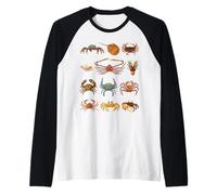 Types de crabes Espèces éducatives de Crabe Faune Marine Manche Raglan