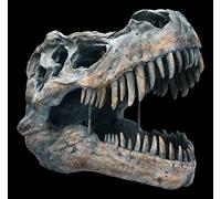 Tyrannosaurus Rex Tête de Mort - Grand - Figurine Décorative Relief Mural