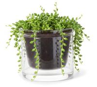 Uanqfegy Pots à arrosage Automatique en Verre Transparent 250 ML avec réservoir d'eau - Jardinière Semi-hydroponique pour Plantes d'intérieur succulentes Violettes africaines