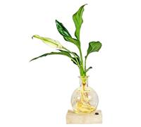 Uanqfegy Station de Propagation de Plantes hydroponiques à LED, Vase Propagation d'eau en Verre Transparent avec lumière intégrée pour boutures, veilleuse Bureau à Domicile