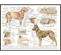 UEHVVF Organes internes du chien Papier peint photo anatomie animale Pathologie médicale Images de clinique vétérinaire Décoration murale, impressions sur toile Poster et impressions murales sans