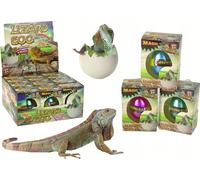 Œuf incubateur d'un lézard magique, pousse de 6 cm.