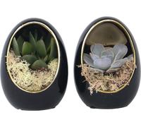 Œuf Noir d'Or - Set de 2 - Echeveria lilacina - Hauteur 12cm