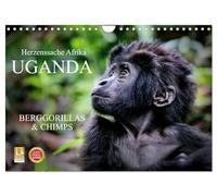 UGANDA - Berggorillas & Chimps (Wandkalender 2026 DIN A4 quer), CALVENDO Monatskalender: Zerbrechliche Wesen - Afrikas Menschenaffen