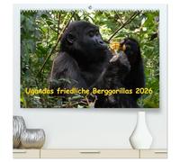 Ugandas friedliche Berggorillas (hochwertiger Premium Wandkalender 2026 DIN A2 quer), Kunstdruck in Hochglanz: Habinyanja Gorillafamilie im Urwald von Uganda