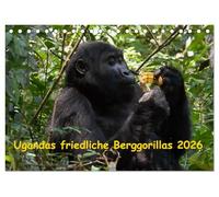 Ugandas friedliche Berggorillas (Tischkalender 2026 DIN A5 quer), CALVENDO Monatskalender: Habinyanja Gorillafamilie im Urwald von Uganda