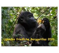 Ugandas friedliche Berggorillas (Wandkalender 2026 DIN A2 quer), CALVENDO Monatskalender: Habinyanja Gorillafamilie im Urwald von Uganda