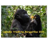 Ugandas friedliche Berggorillas (Wandkalender 2026 DIN A3 quer), CALVENDO Monatskalender: Habinyanja Gorillafamilie im Urwald von Uganda
