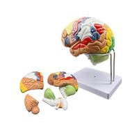 UIGJIOG 1:1 Anatomie du Cerveau Neuroscience Modèle De Cerveau Humain pour l'enseignement Modèle D'anatomie du Cerveau Grandeur Nature Codage Couleur Vives 50 Étiquettes Gravées Enlevées